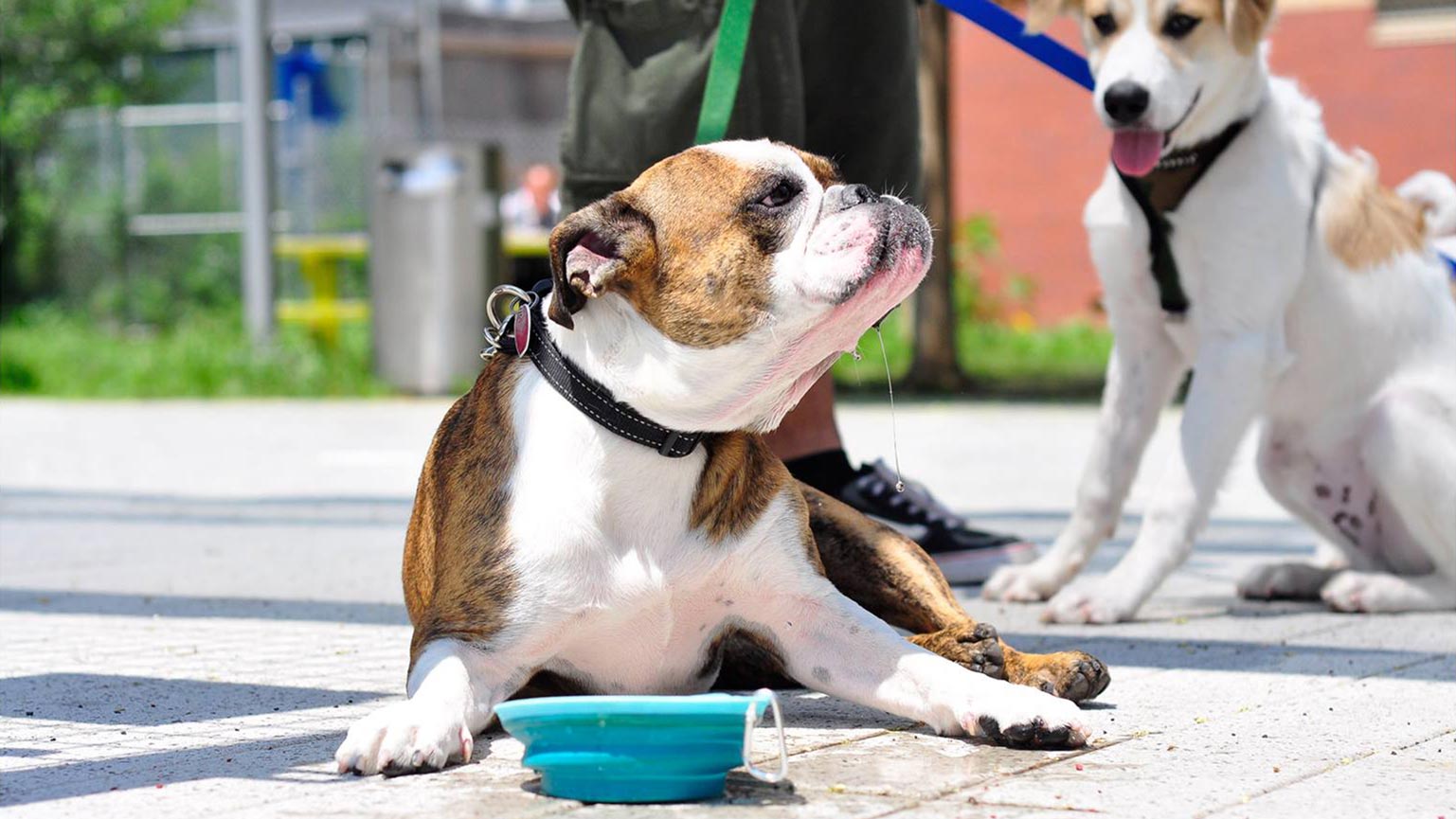 Midtown West dog walking services in New York