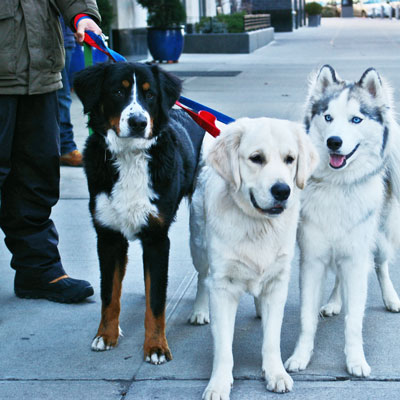 Group walk Long Island City