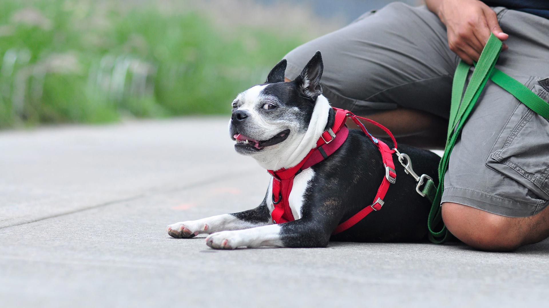 uws dog walker