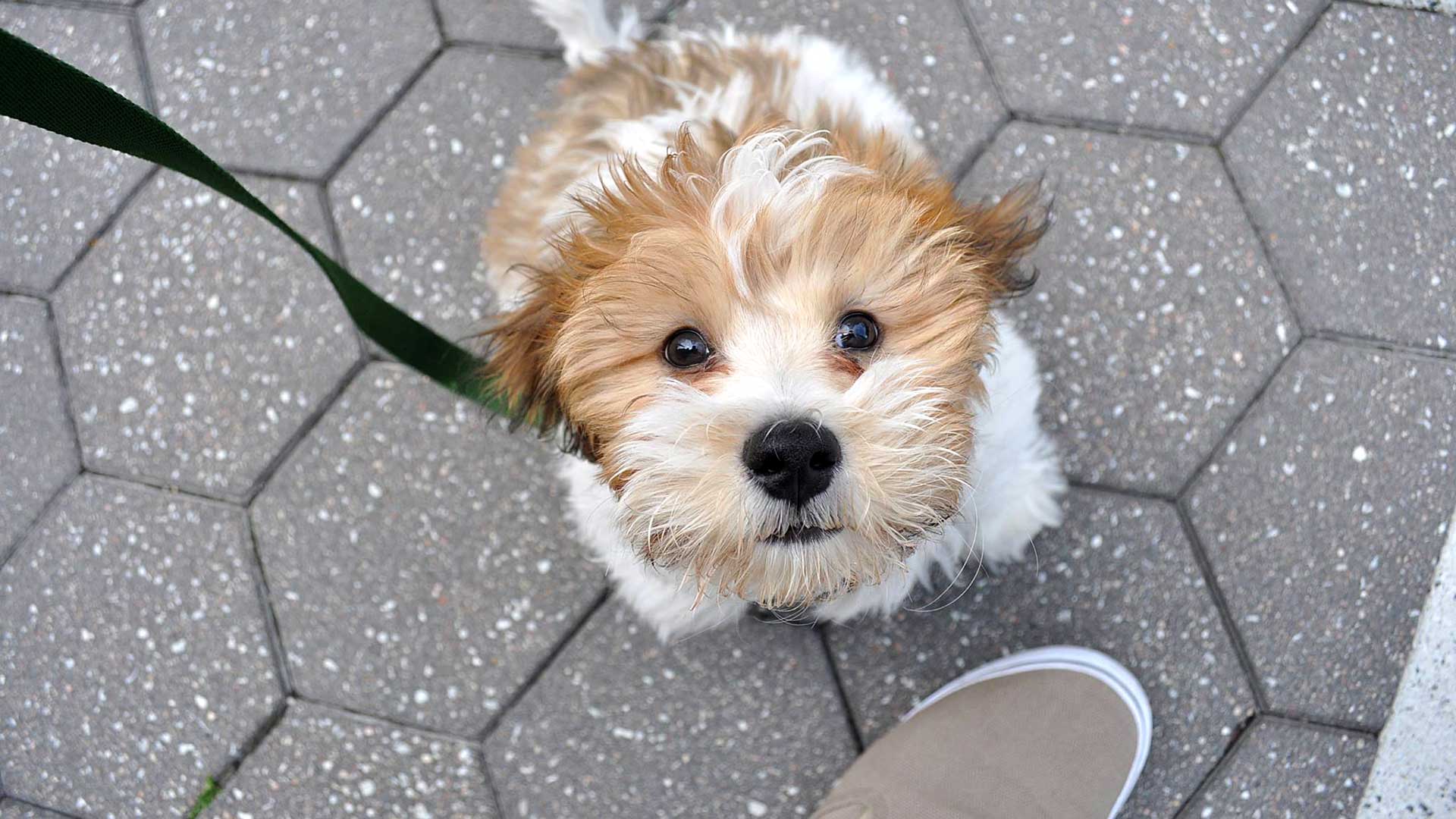 Uws dog sale walker