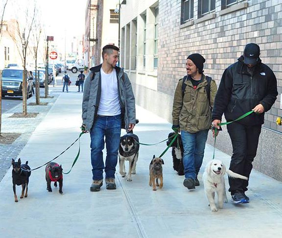 Dog Walking Company, Upper West Side 