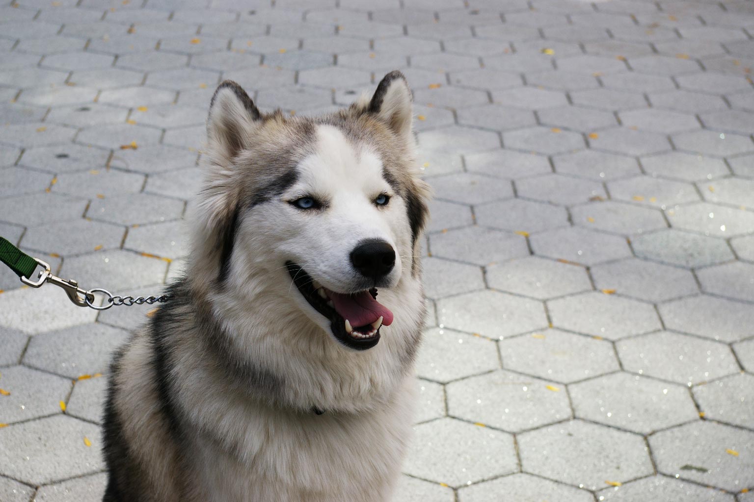 Private dog walking services in New York