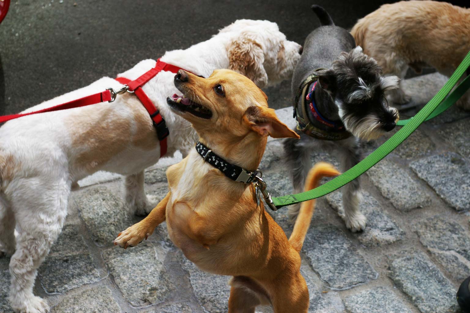 Group dog walking services in New York